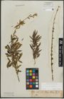 Foto von Salix purpurea L.